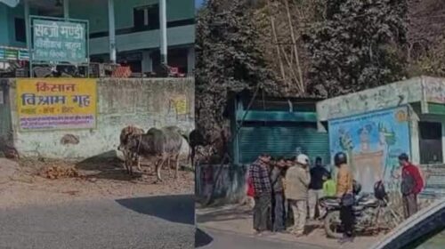 नाहन में आवारा पशु बन रहे काल, कांशीवाला में नाबालिग बाइक सवार की मौ*त