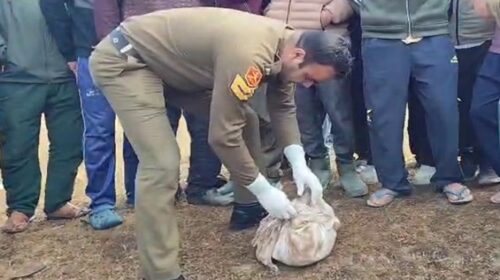 Himachal: जमीन में किसने दबाया था बच्चा? पुलिस जांच में हुआ खुलासा- सामने आई मजबूरी