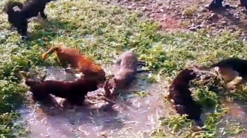 Sirmour: वफादारी की मिसाल: मौत के जबड़ाें से 2 जिंदगियां छीन लाए गद्दी कुत्ते; 3 घंटे की जंग के बाद शिकारी जिंदा काबू