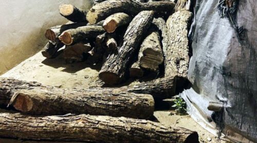 पशुशाला के पास छिपा रखा था ₹1 लाख का हरा सोना, वन विभाग ने पकड़े 27 मौछे…तस्कर पर FIR दर्ज