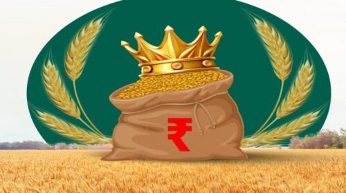 हिमाचल में इस पारंपरिक फसल ने बदली किस्मत, 4 जिलों के किसानों ने अब तक कमाए कमाए करोड़