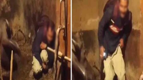 शर्मनाक! पशुशाला में संदिग्ध अवस्था में मिला युवक, वीडियो वायरल होते ही मचा हड़कंप