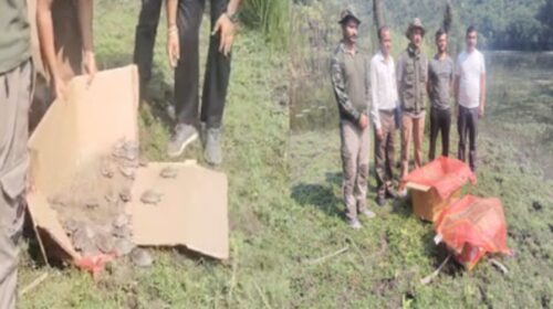 सिरमौर: प्राकृतिक झील रेणुका में बढ़ा कछुओं का कुनबा, 47 नन्हे मेहमान आए