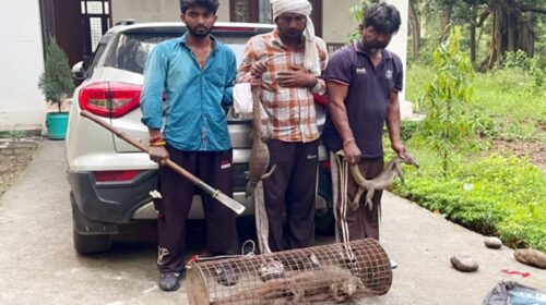3 को बेरहमी से मार डाला…चौथी बोरी में ले रही थी सांसें, पांवटा साहिब में मॉनिटर लिजर्ड के 3 शिकारी गिरफ्तार