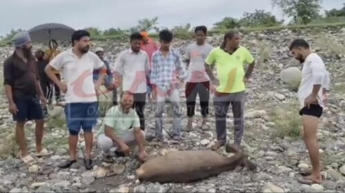 पांवटा साहिब की यमुना नदी के भंवर में मिला चोटिल घोल, गोताखोरों ने रेस्क्यू कर किया वन्य प्राणी जीव संरक्षण विभाग के हवाले..
